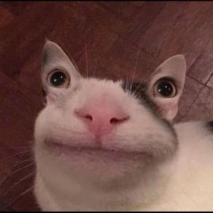 Meet your Posher, Zoe